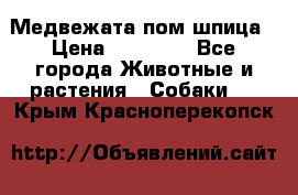 Медвежата пом шпица › Цена ­ 40 000 - Все города Животные и растения » Собаки   . Крым,Красноперекопск